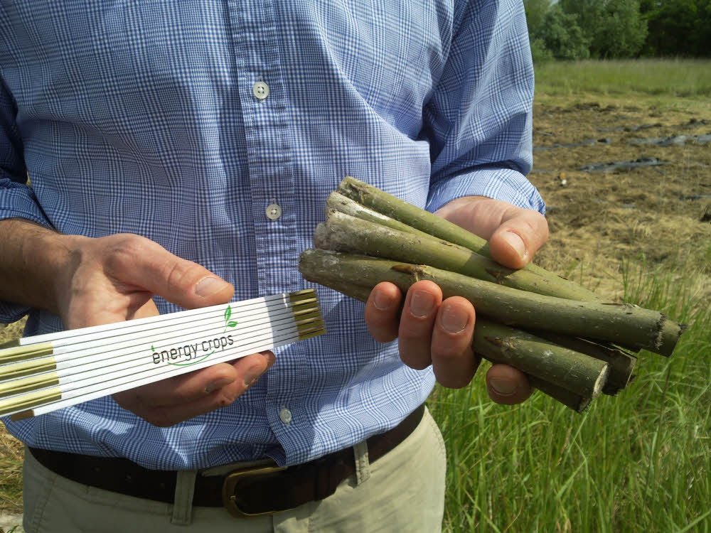 Energie Aus Biomasse W Rme Und Strom Aus Der Pappel Plantage