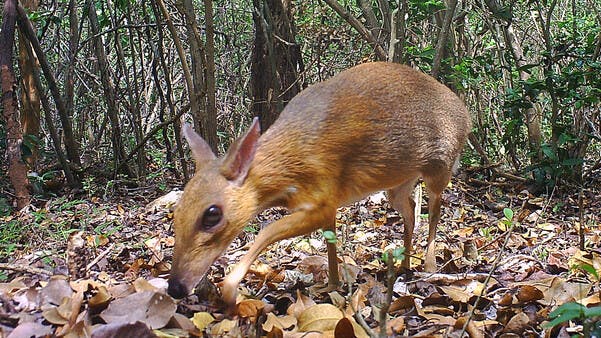 Wildtierkameras haben eine der 25 meistgesuchten verlorenen Spezies der Global Wildlife Conservation wiederentdeckt: den Vietnam-Kantschil.