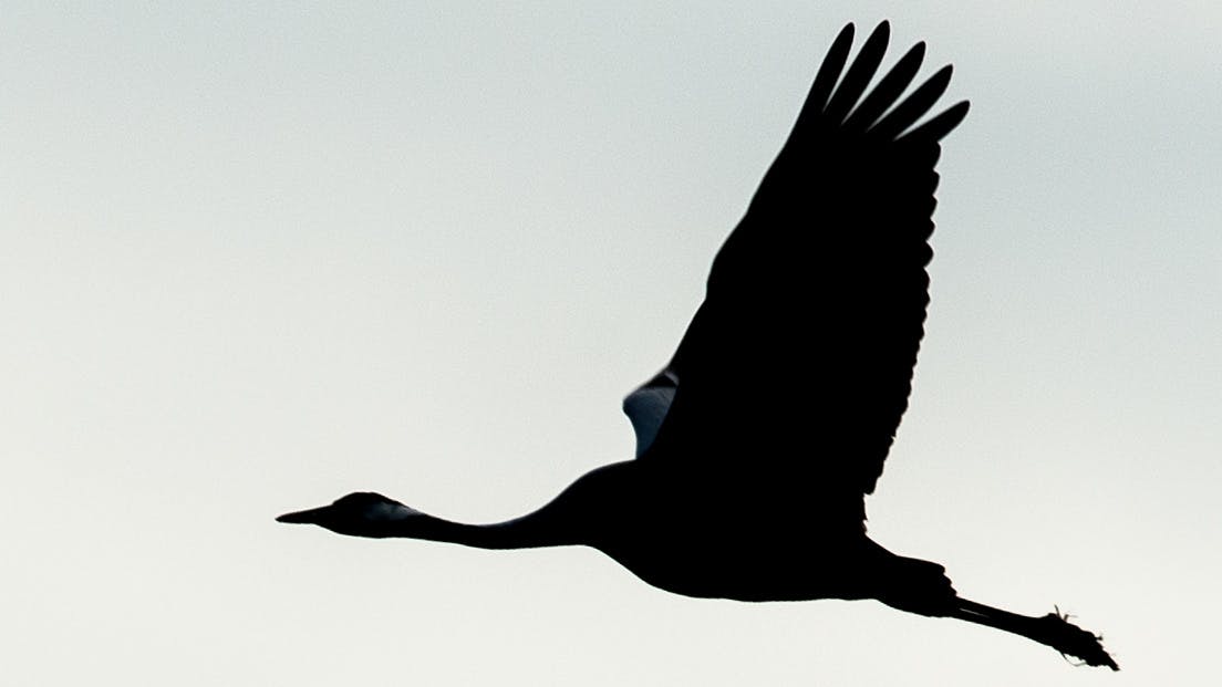 Glücksvögel: Kraniche werden seit der Antike verehrt, Gänse gegessen.