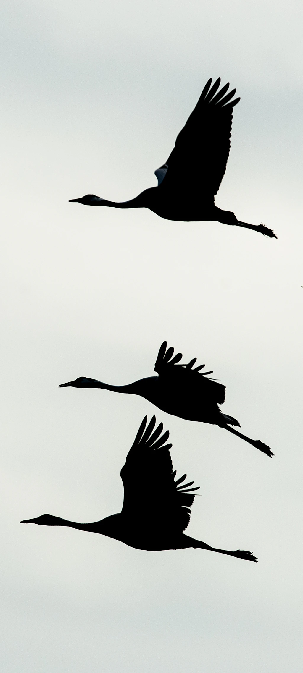 Weniger Kraniche nach Dürre-Saison