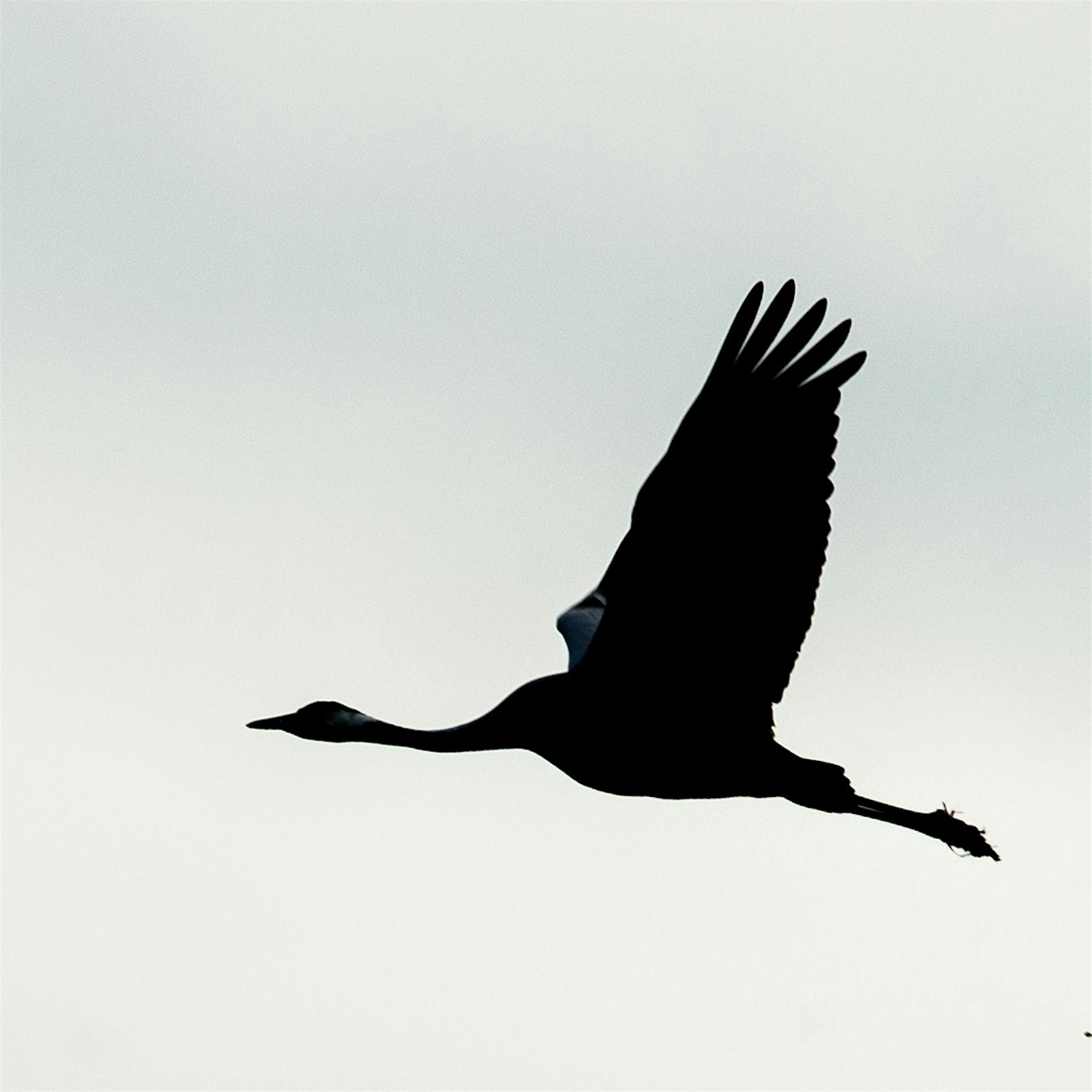 Weniger Kraniche nach Dürre-Saison