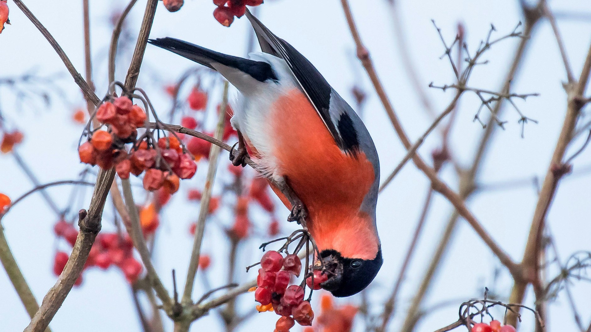 Ein Dompfaff hängt kopfüber und frisst rote Beeren.