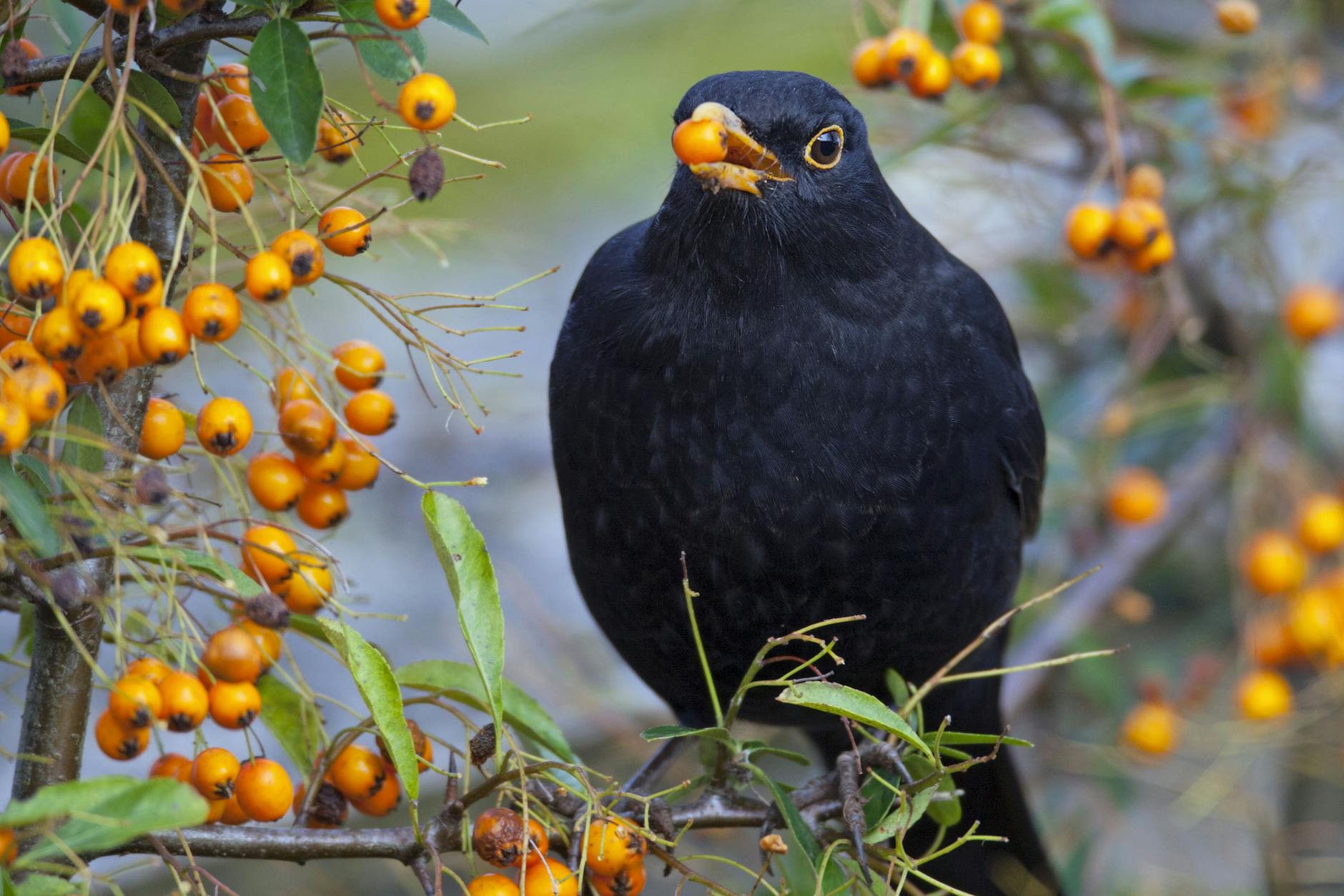 Guten Appetit: Eine Amsel schnappt sich eine Beere von einem Feuerdorn-Strauch.