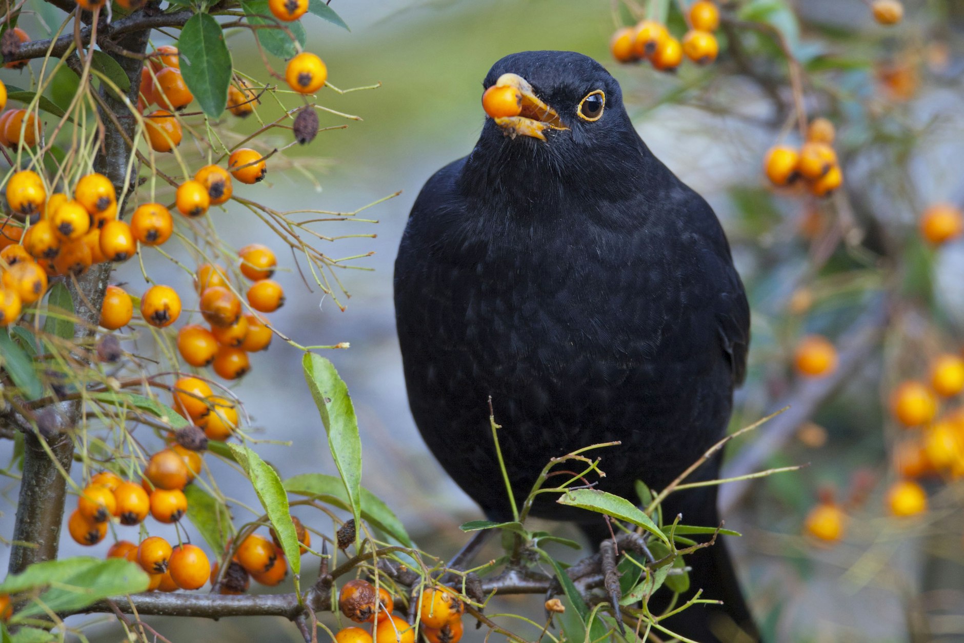 Guten Appetit: Eine Amsel schnappt sich eine Beere von einem Feuerdorn-Strauch.