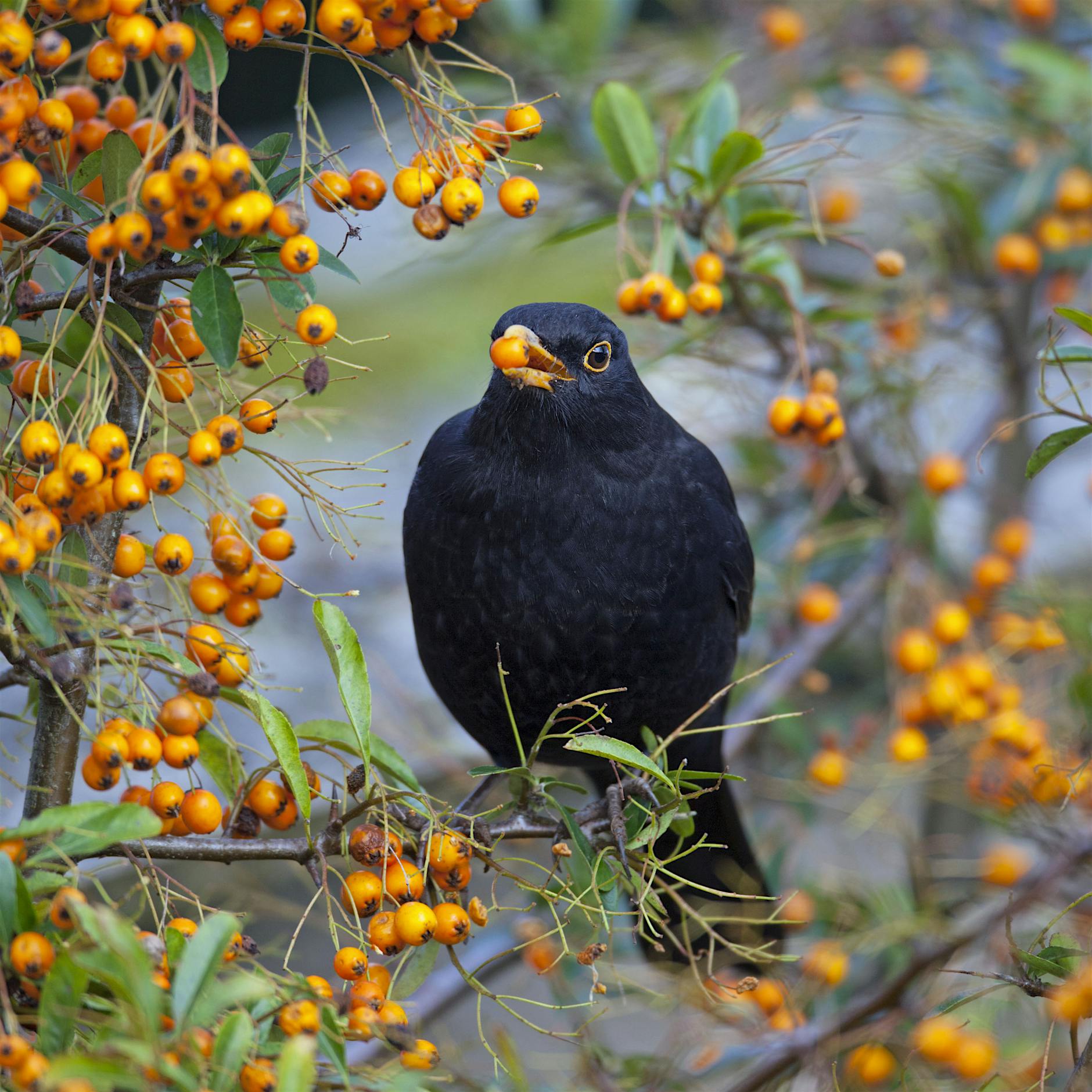Diese Sträucher sollten Sie jetzt pflanzen