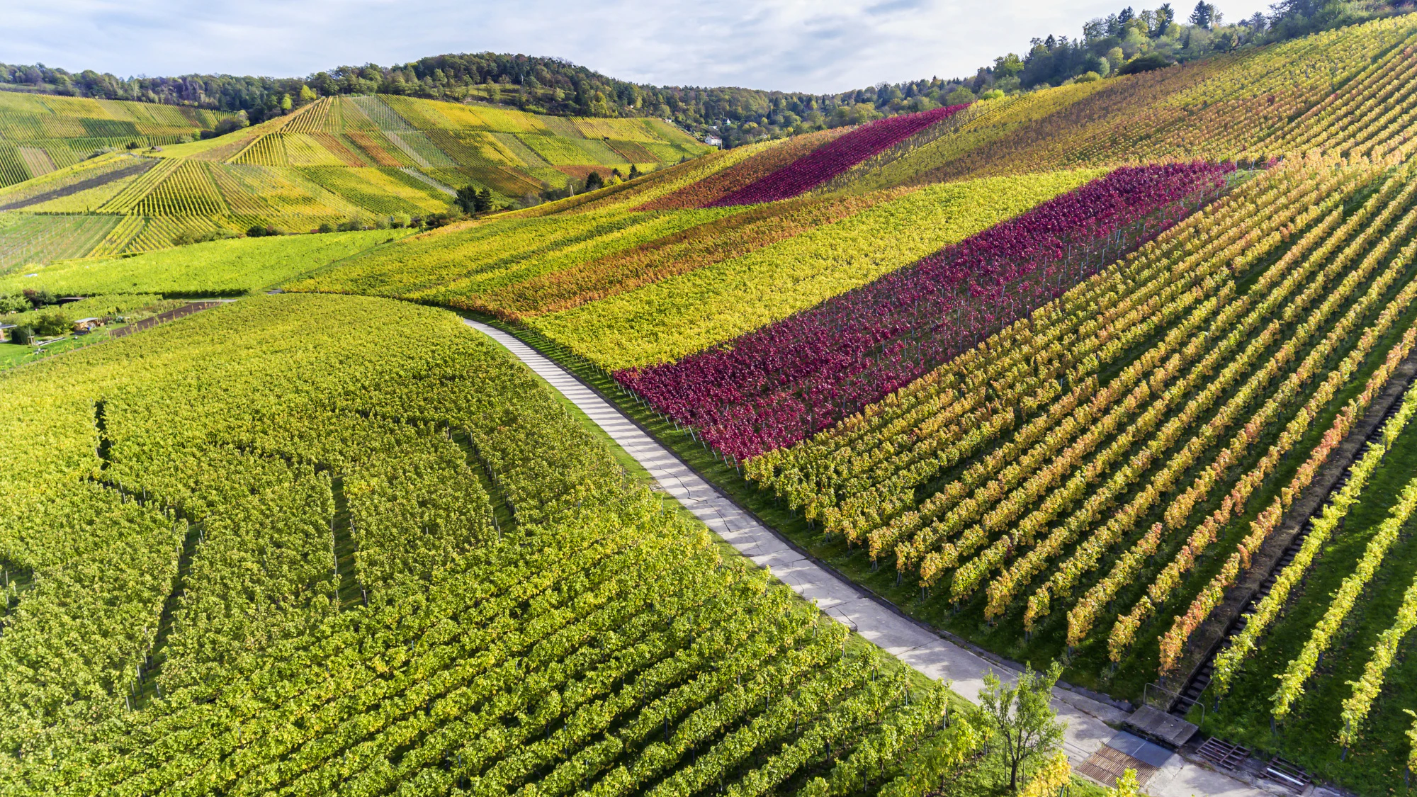 Auch im Weinbau macht sich der Klimawandel durch immer frühere Ernten bemerkbar.