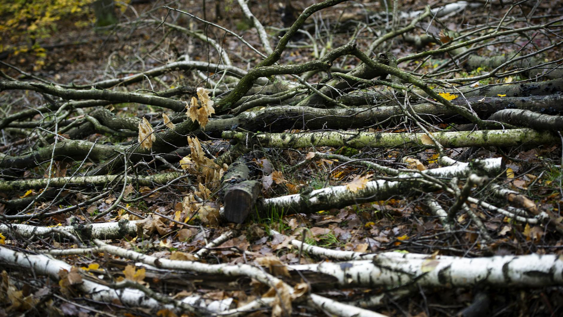 Mehr als ein Drittel des Waldes weist erhebliche Schäen auf. 