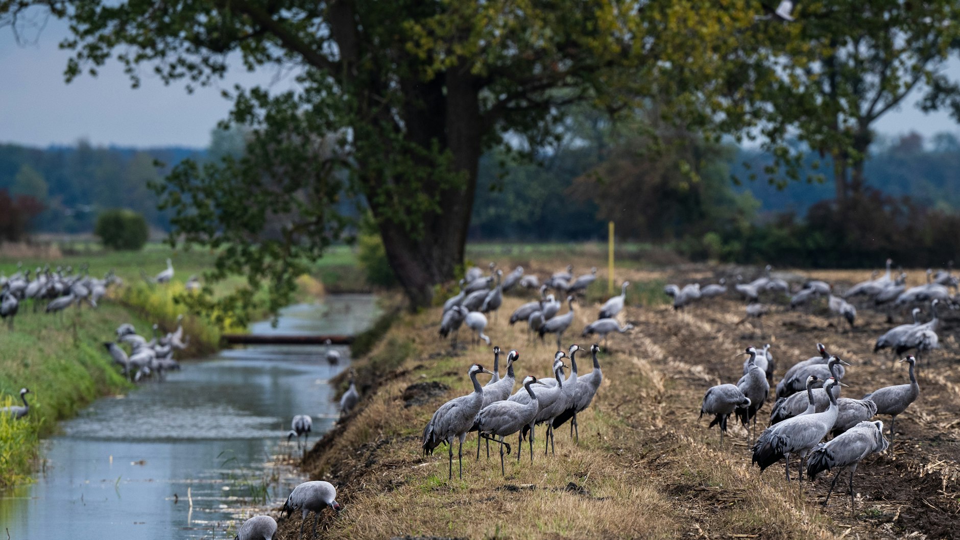 Kraniche im Oktober in Linum, 70 Kilometer nordwestlich von Berlin.