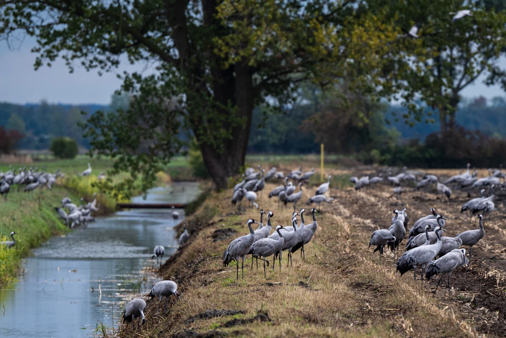 Wo der Mensch nicht stört: Vögel fühlen sich besonders wohl in Brandenburg