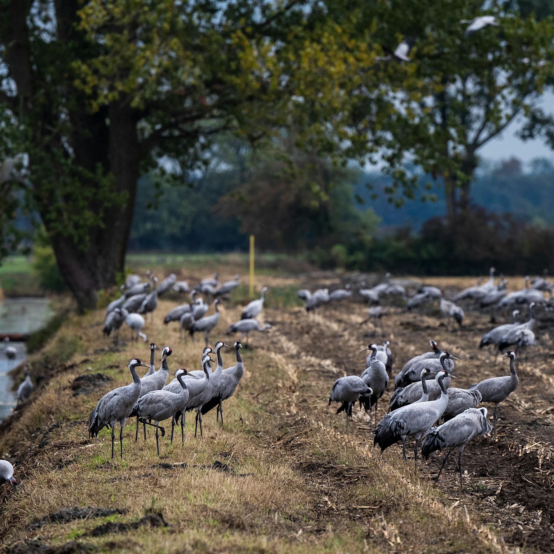 Wo der Mensch nicht stört: Vögel fühlen sich besonders wohl in Brandenburg