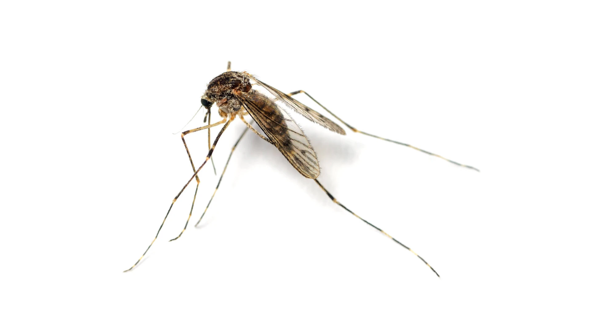 Culex pipiens, auch Nördliche Hausmücke genannt, ist in Deutschland eine lange bekannte und häufige Stechmückenart. Sie kann West-Nil-Viren übertragen.