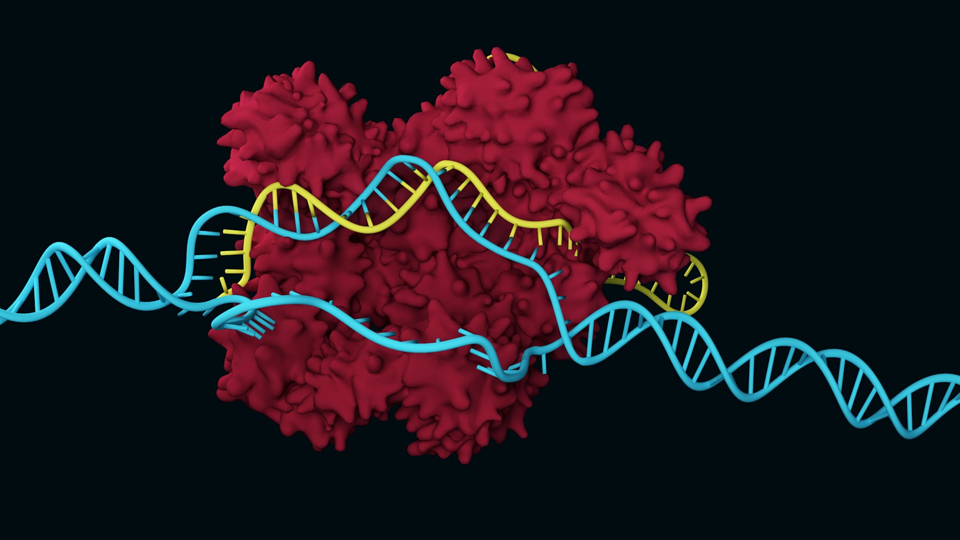 Die Genschere Crispr-Cas schneidet die DNA gezielt auf, um einen Genabschnitt zu entfernen oder auszutauschen.