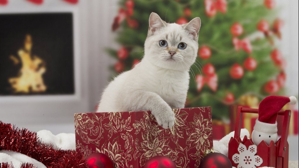 Hund Katze Maus Tiere Sind Keine Weihnachtsgeschenke