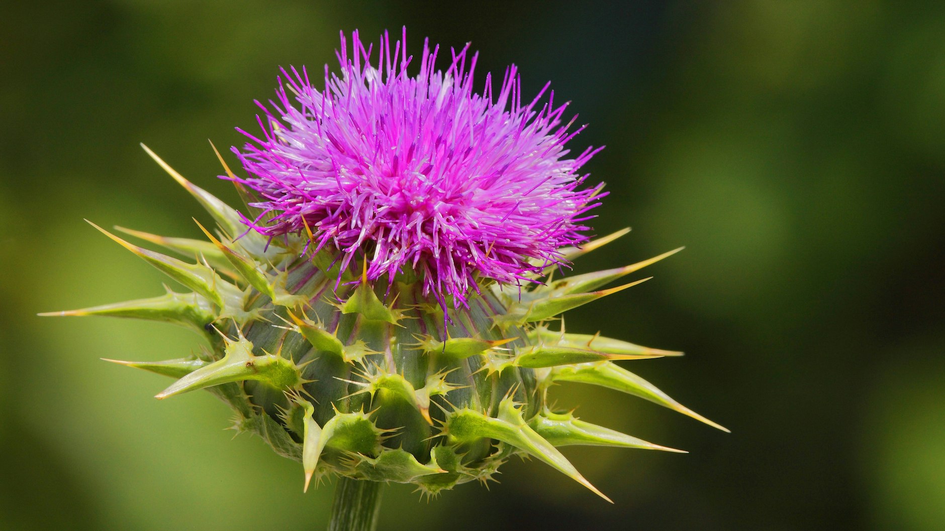 Neben B-Vitaminen und Magnesium zählt auch die Mariendistel zu Bishop-Stalls persönlicher Kater-Abwehrartillerie. Die Stachelpflanze gilt seit dem Mittelalter als leberstärkend.&nbsp; &nbsp;