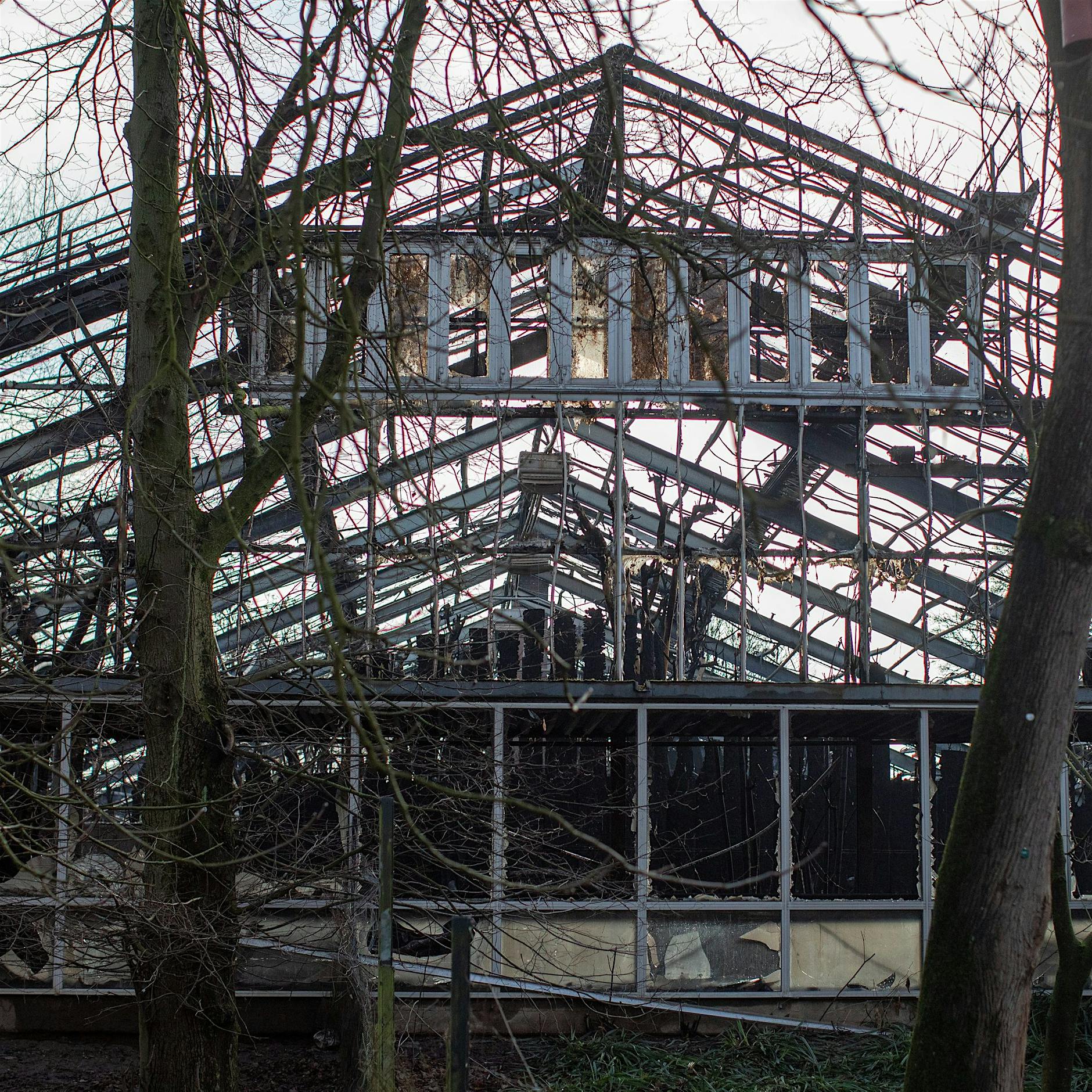 Krefelder Ermittler identifiziert mutmaßliche Verursacher des Feuers im Zoo