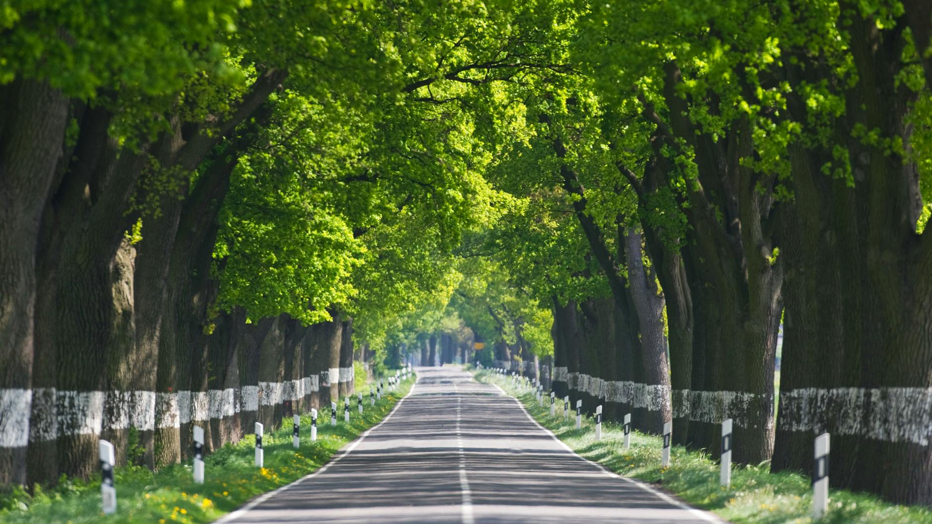 Der Weg zum Erfolg in den Osten war für die Grünen sehr lang. Das Interesse wuchs nur langsam. 