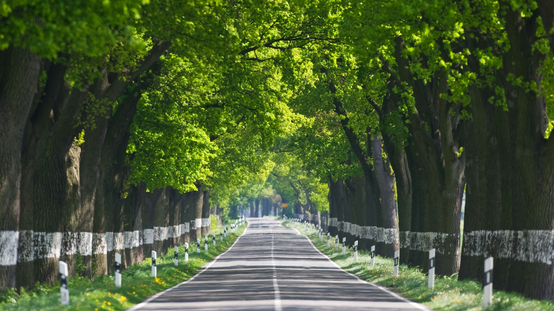 Der Weg zum Erfolg in den Osten war für die Grünen sehr lang. Das Interesse wuchs nur langsam.&nbsp;