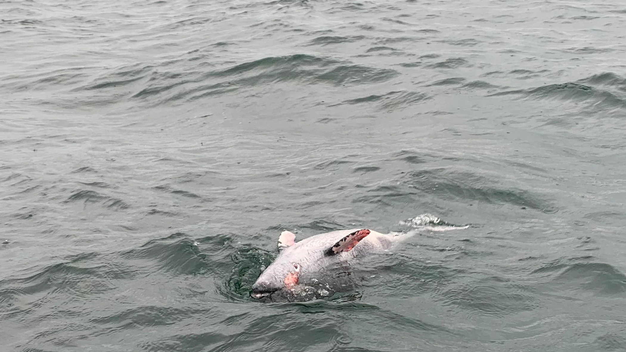 September 2019:&nbsp;Ein toter Schweinswal treibt vor Neustadt in Holstein im Meer.