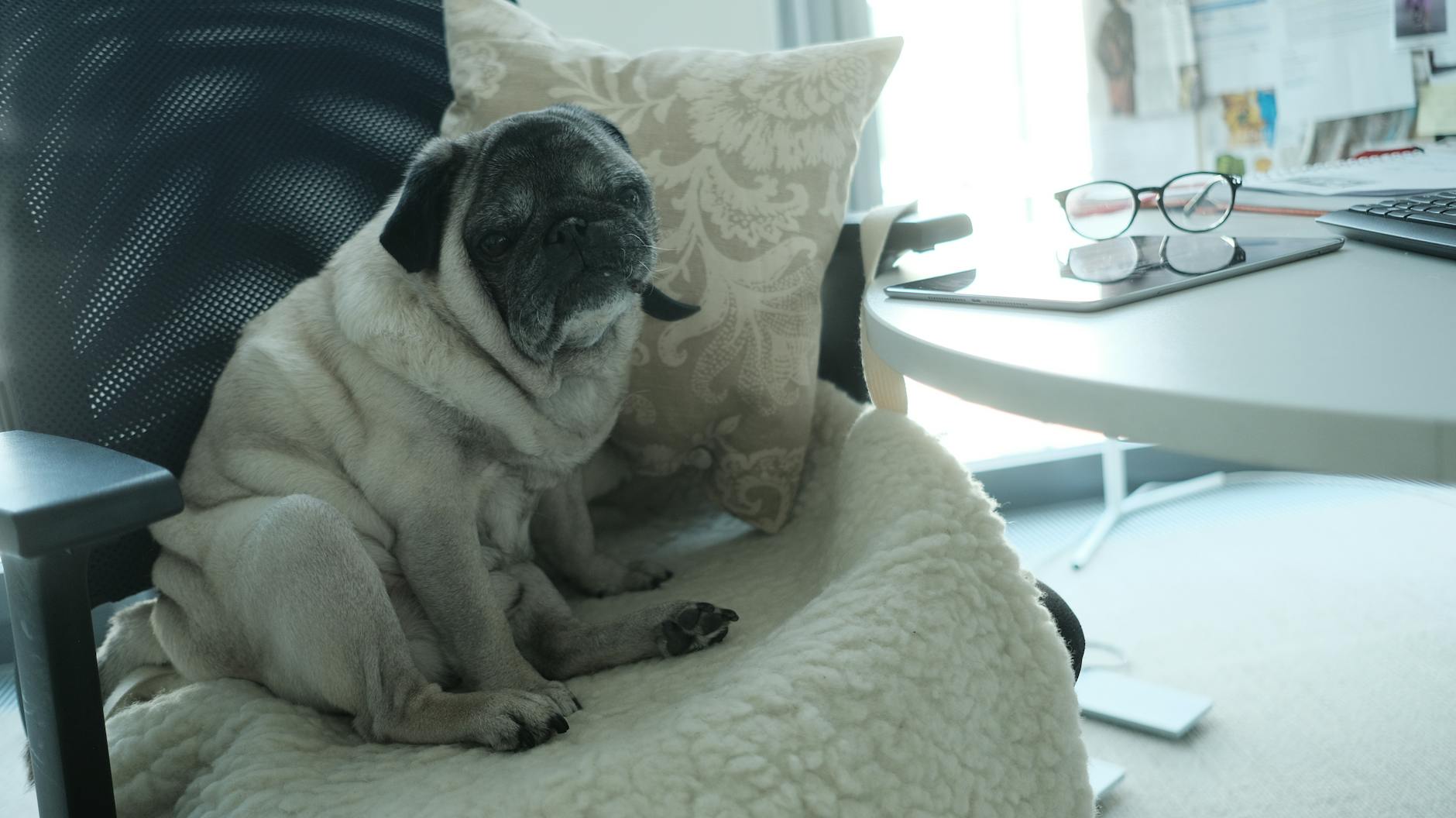 Ach, die Verantwortung ... Bürohund Arthur an seinem Arbeitsplatz. 