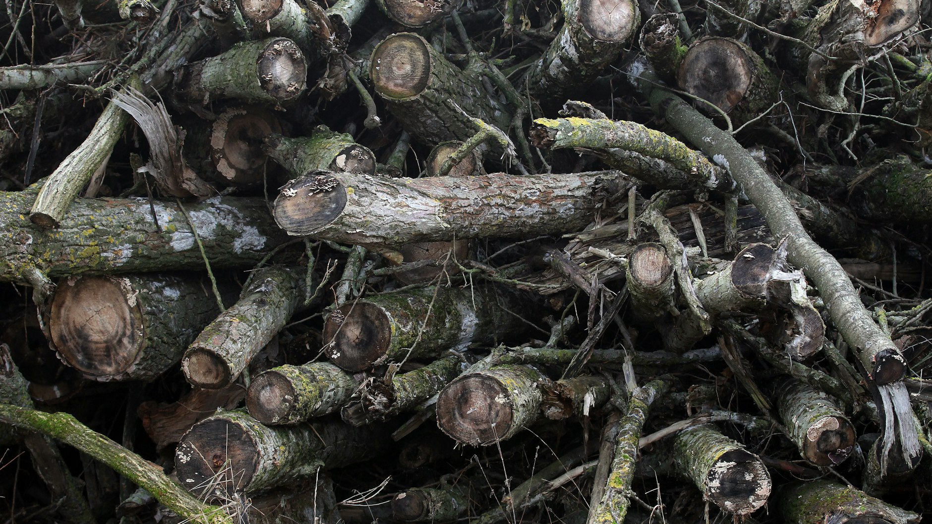Viele Wälder leiden unter der Trockenheit der vergangenen zwei Jahre.