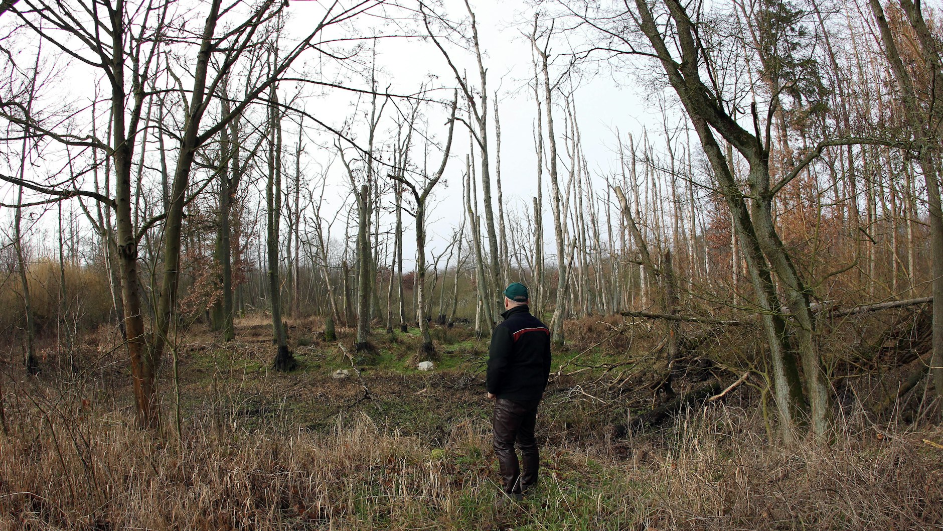 Kahle Stämme: Diese Bäume stehen im Moor am Rand des Grumsiner Forsts. Es ist in den vergangenen zwei Jahren ausgetrocknet.