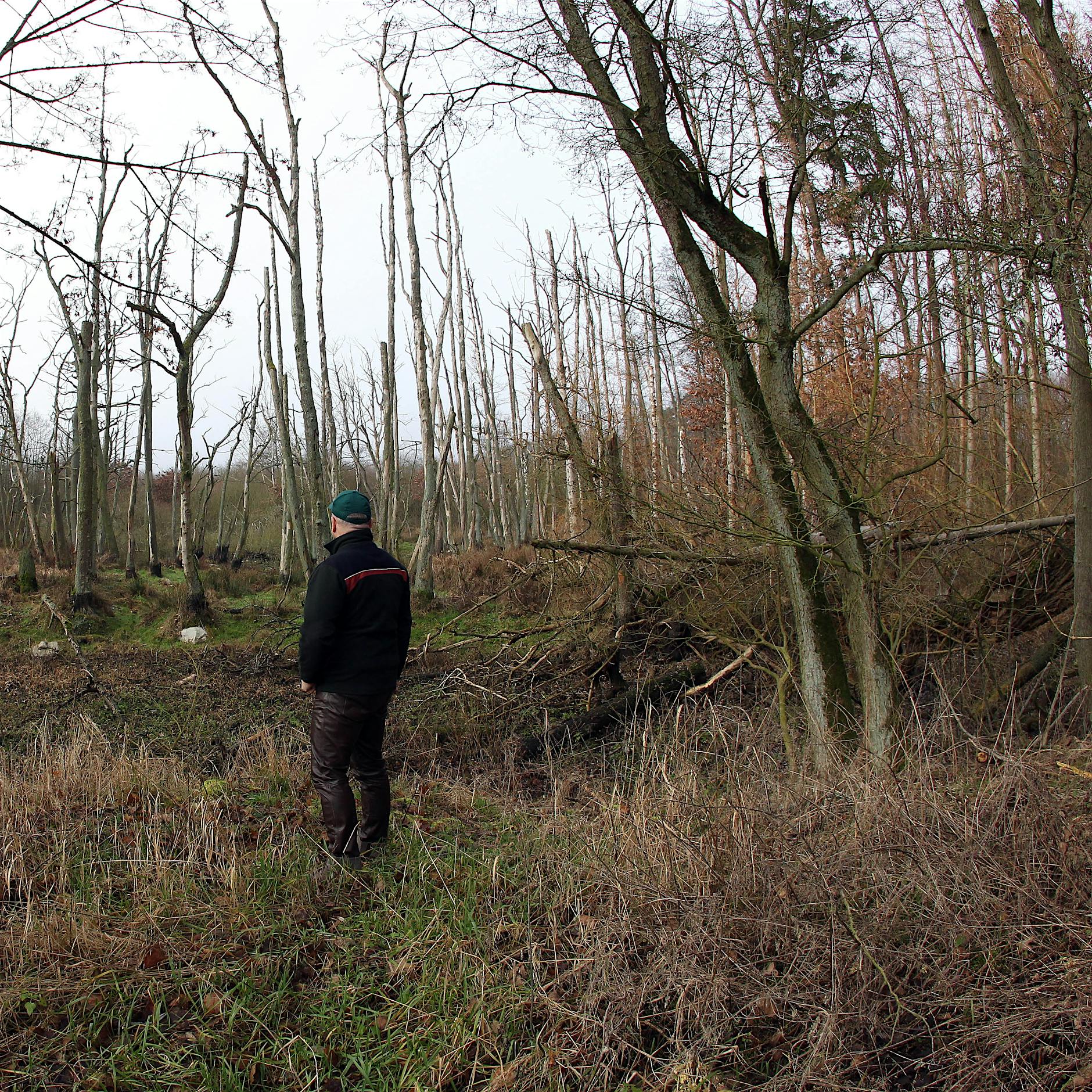 Das Leiden der Bäume