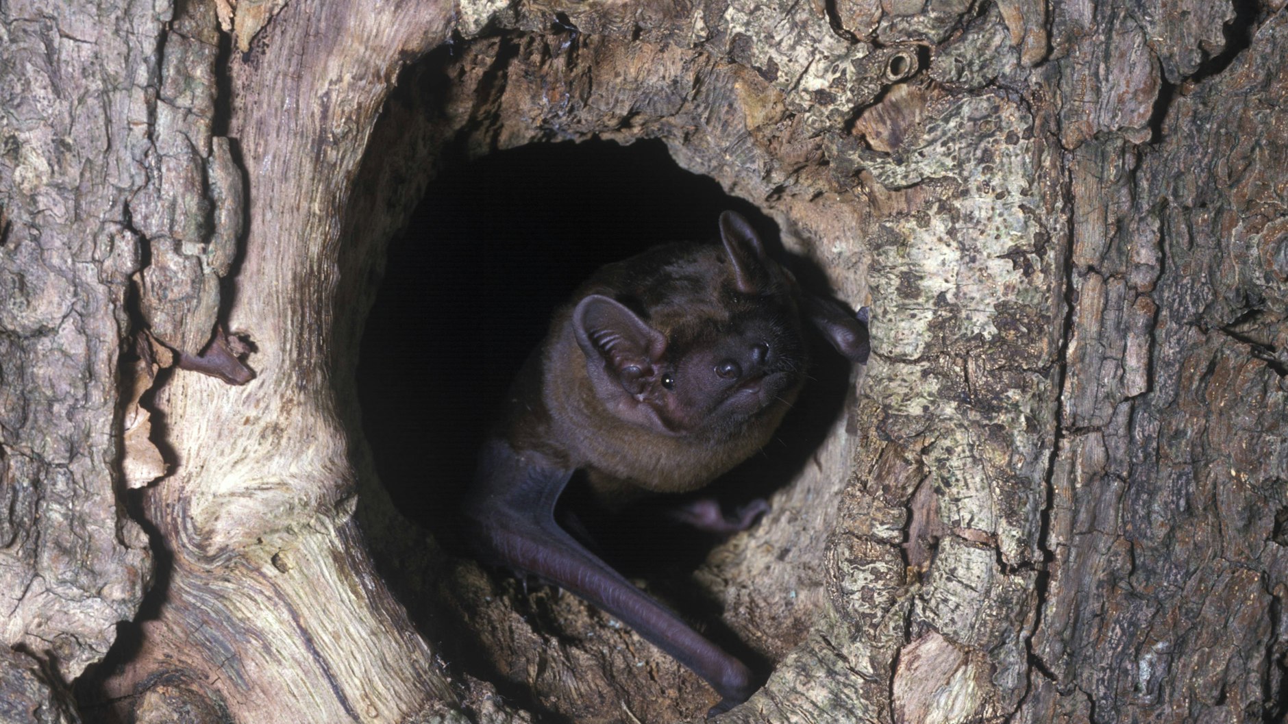 Der Große Abendsegler ist in Berlin auf dunkle Gebiete angewiesen.
