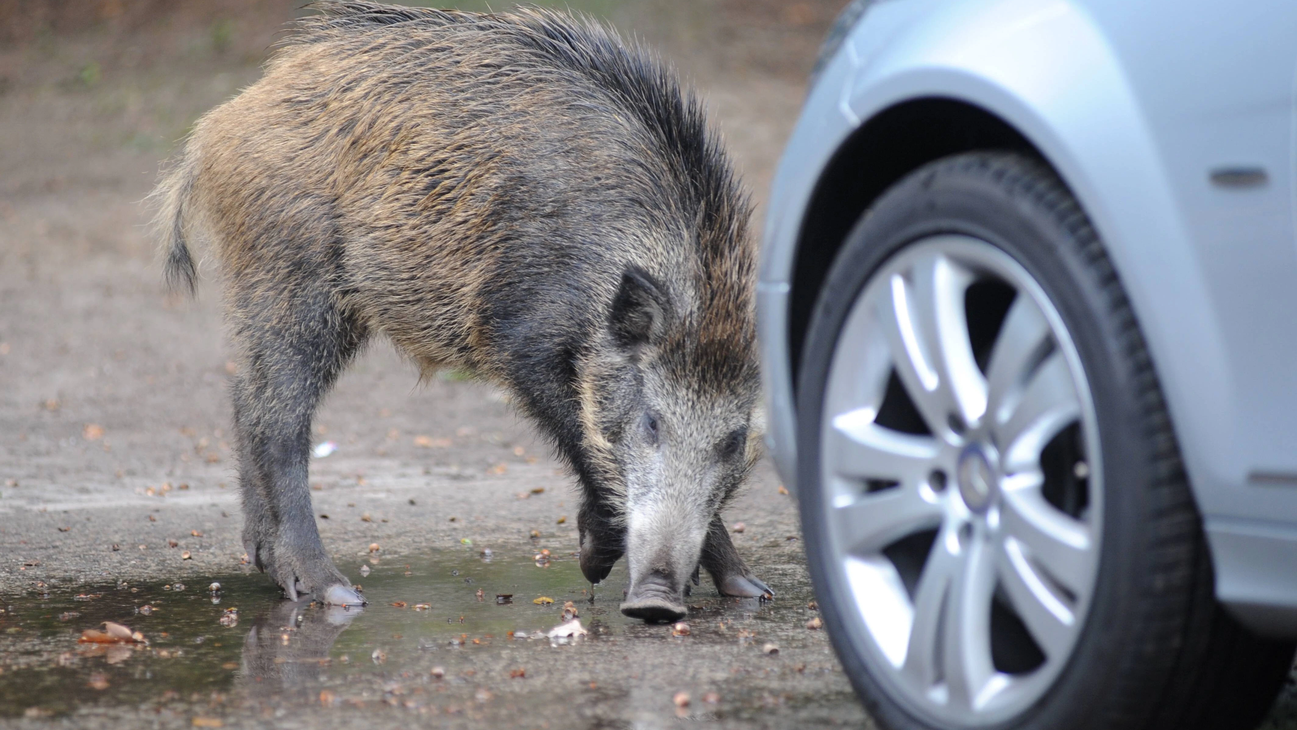 Angstfrei: Wildschweine tauen sich auch  auf große Straßen.&nbsp;