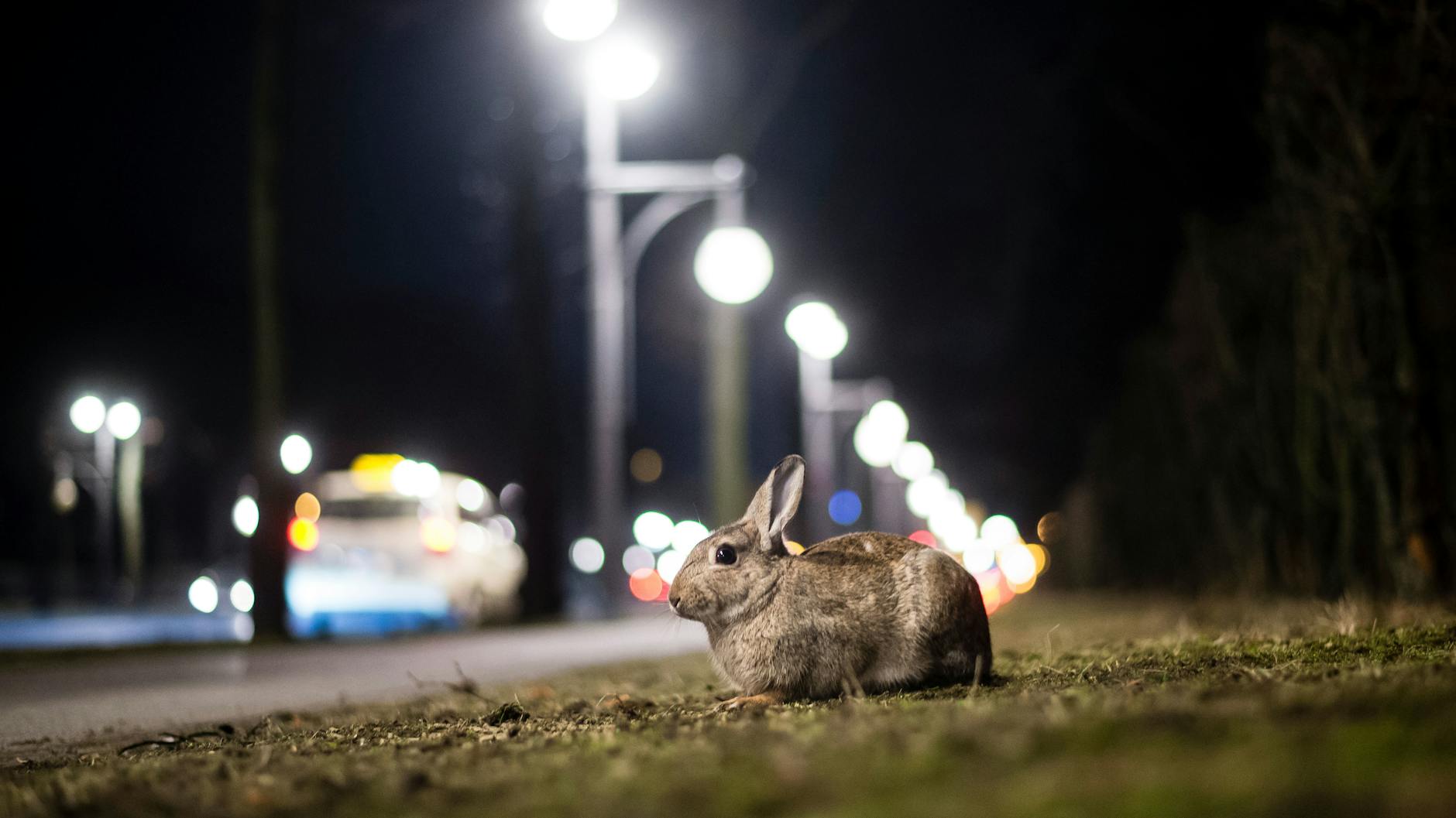 Niedlich: Kaninchen im Tiergarten. Sie leben auch gern auf Verkehrsinseln, weil sie dort sicher vor Hunden sind. 