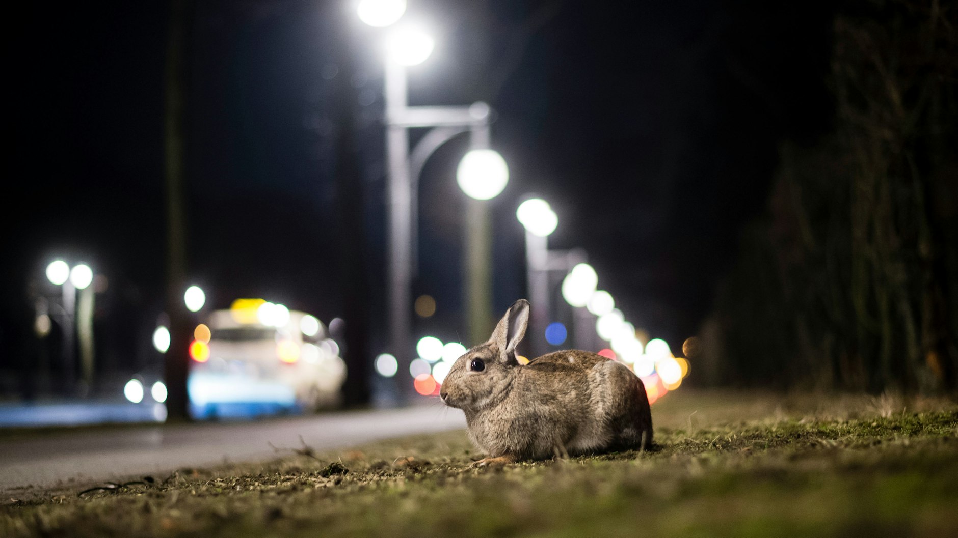 Niedlich: Kaninchen im Tiergarten. Sie leben auch gern auf Verkehrsinseln, weil sie dort sicher vor Hunden sind.&nbsp;