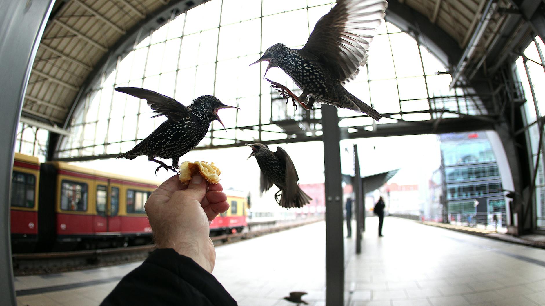 Zutraulich: Stare leben gern im Bahnhof des Berliner Alexanderplatzes, weil sie dort immer viel Futter ergattern können. Und den Verkehrslärm finden sie nicht etwa störend, sondern anregend. Ihre Zahl nimmt immer weiter zu.