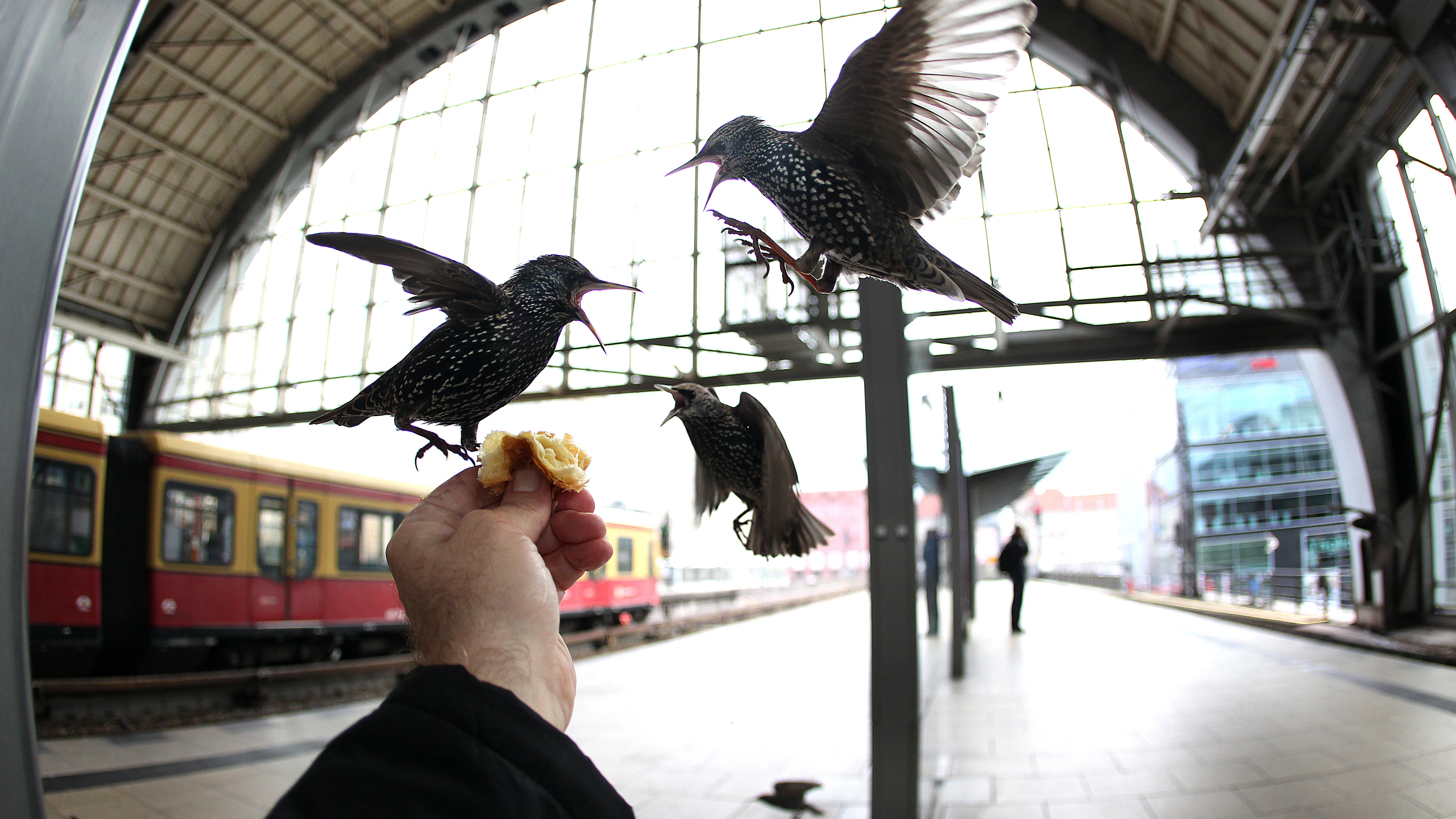Zutraulich: Stare leben  gern im Bahnhof des Berliner Alexanderplatzes, weil sie dort immer viel Futter ergattern können. Und den Verkehrslärm finden sie nicht etwa störend, sondern anregend. Ihre Zahl nimmt immer weiter zu.