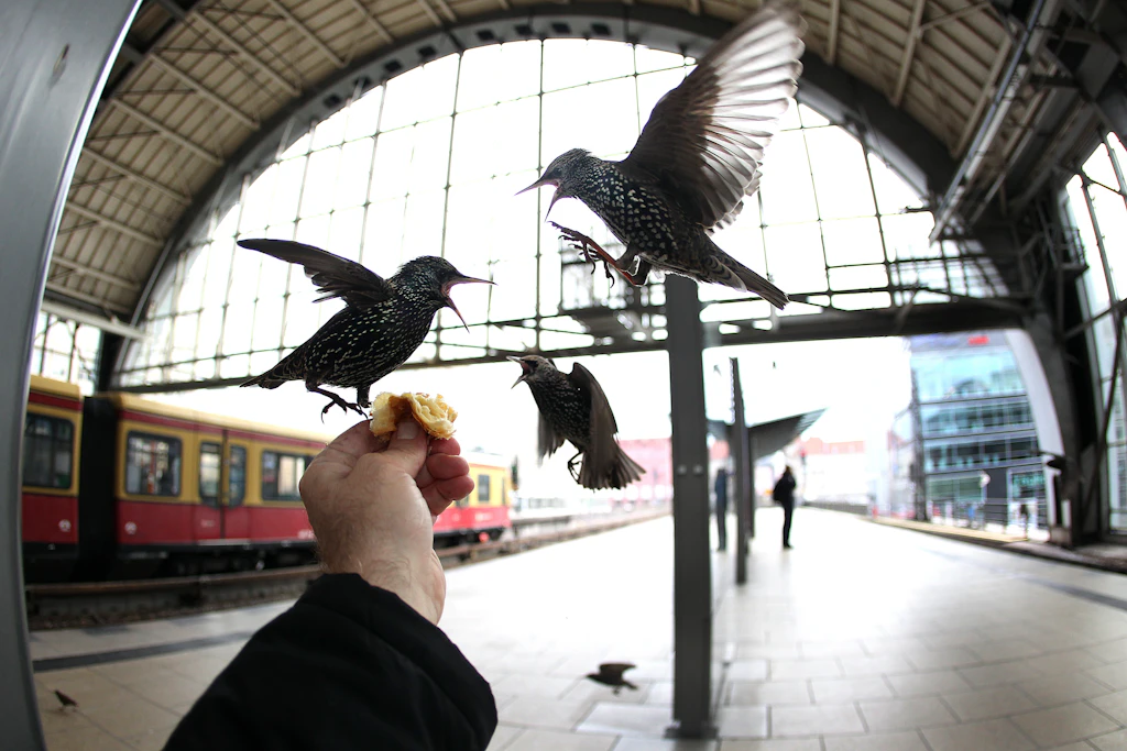 Stare fahren mit der S-Bahn, Wildschweine warten an der Ampel auf Grün