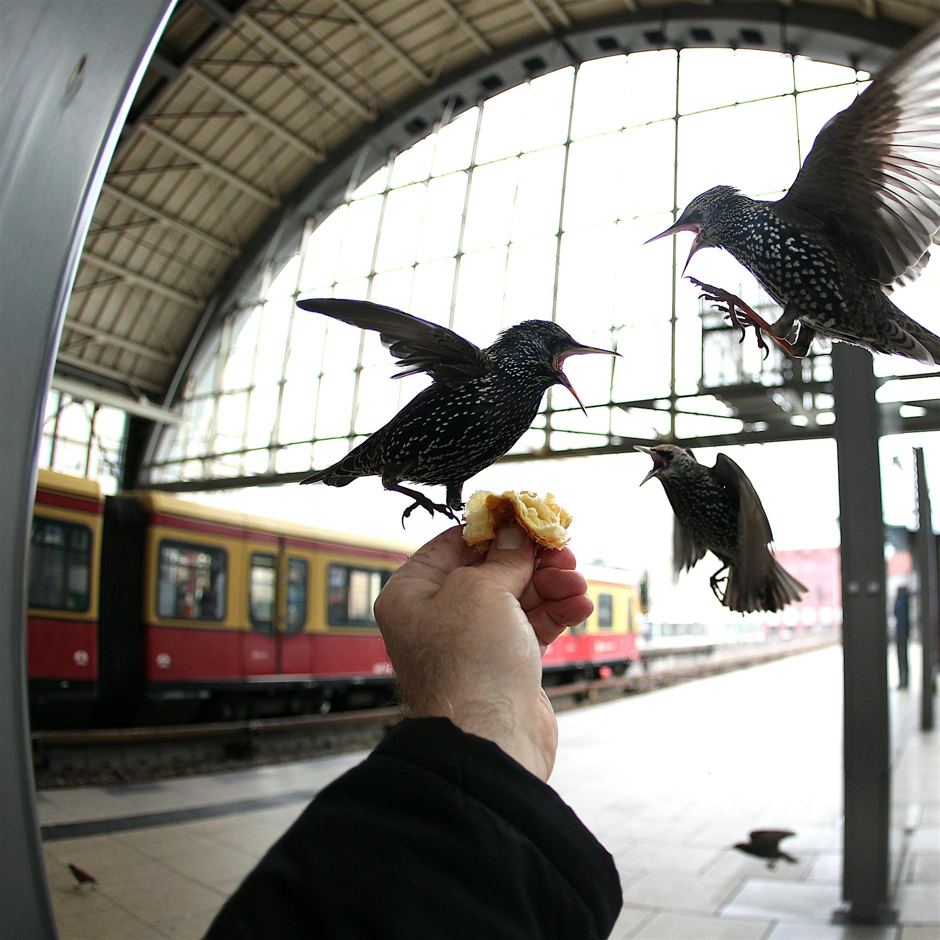 Stare fahren mit der S-Bahn, Wildschweine warten an der Ampel auf Grün