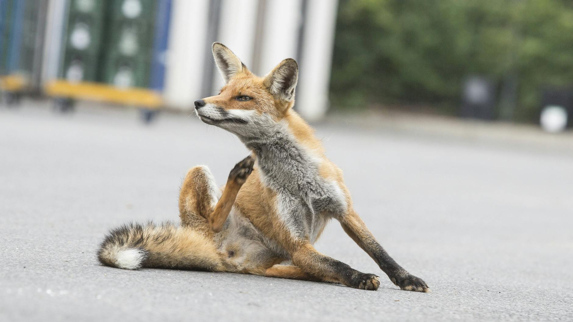 Gesund: Die Füchse der Großstadt haben weder Tollwut noch Bandwürmer. 