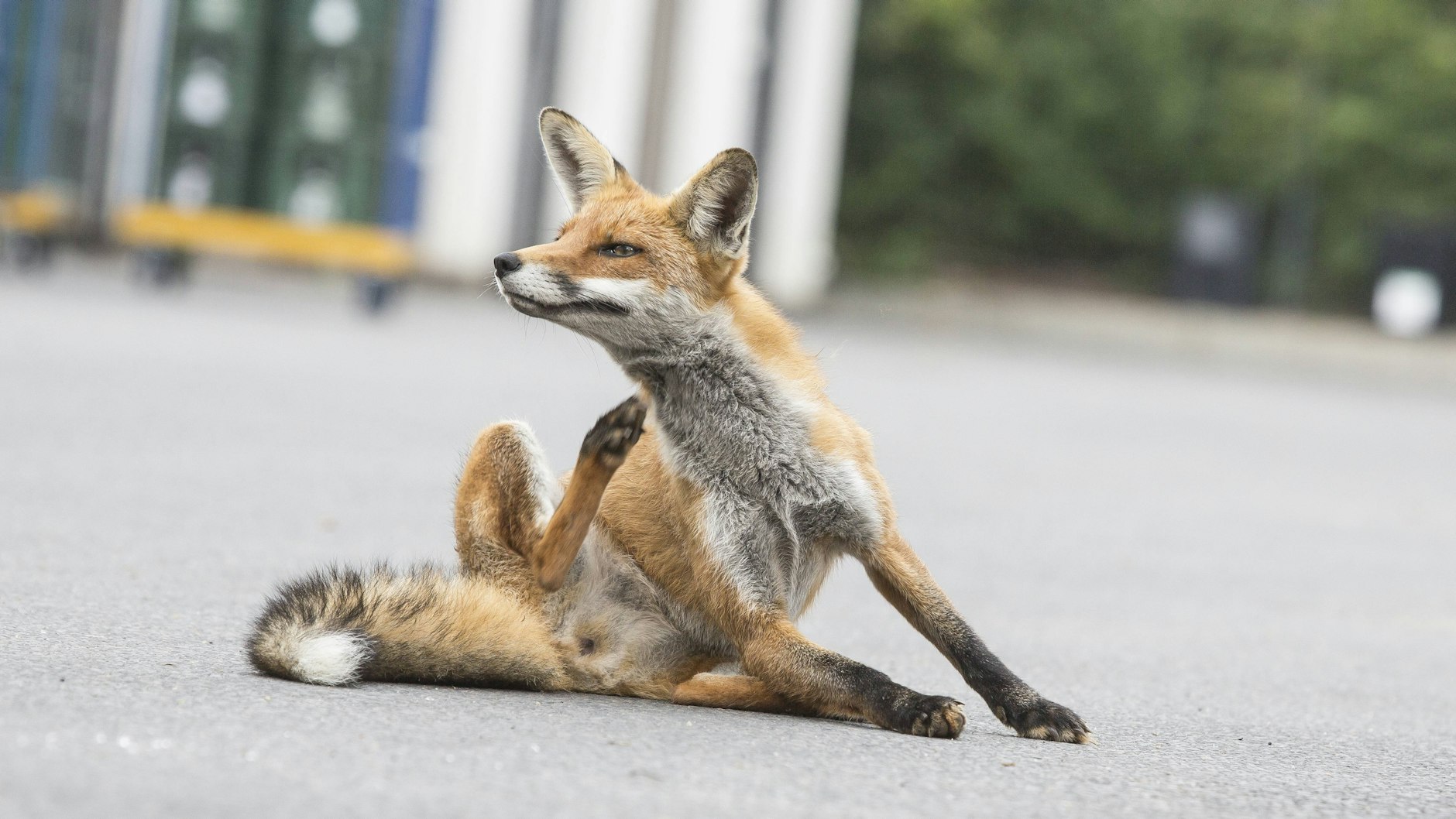 Gesund: Die Füchse der Großstadt haben weder Tollwut noch Bandwürmer.&nbsp;