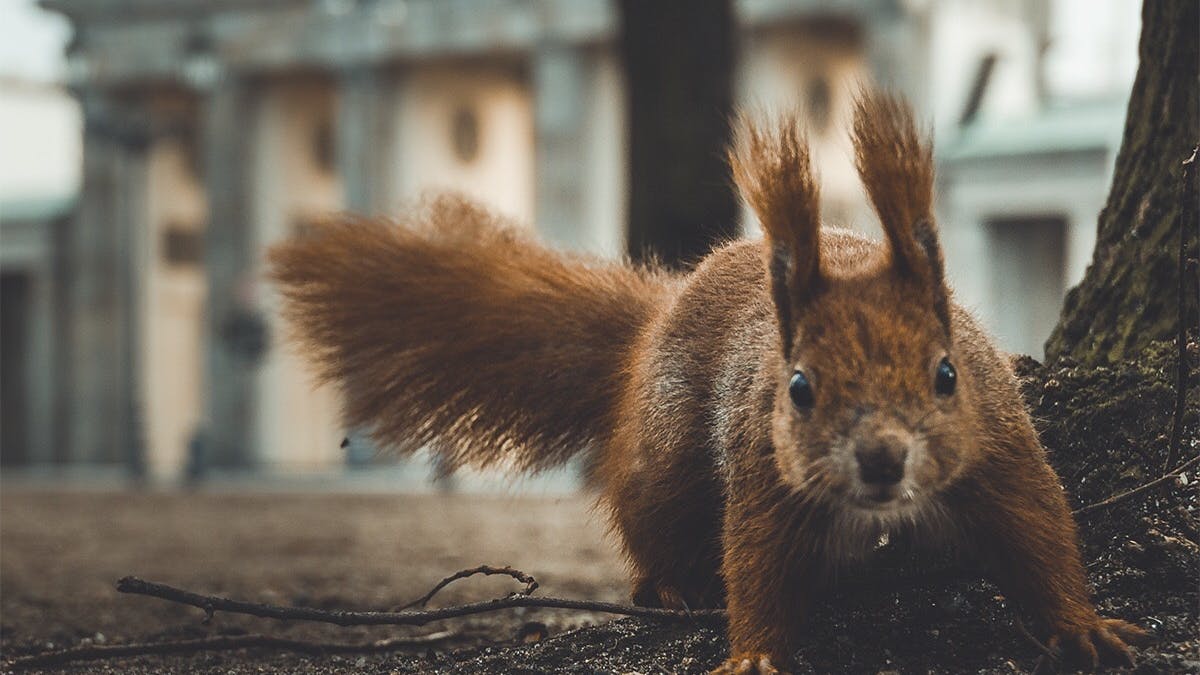 Beliebt: Die roten Eichhörnchen werden zunehmend von grauen verdrängt. 