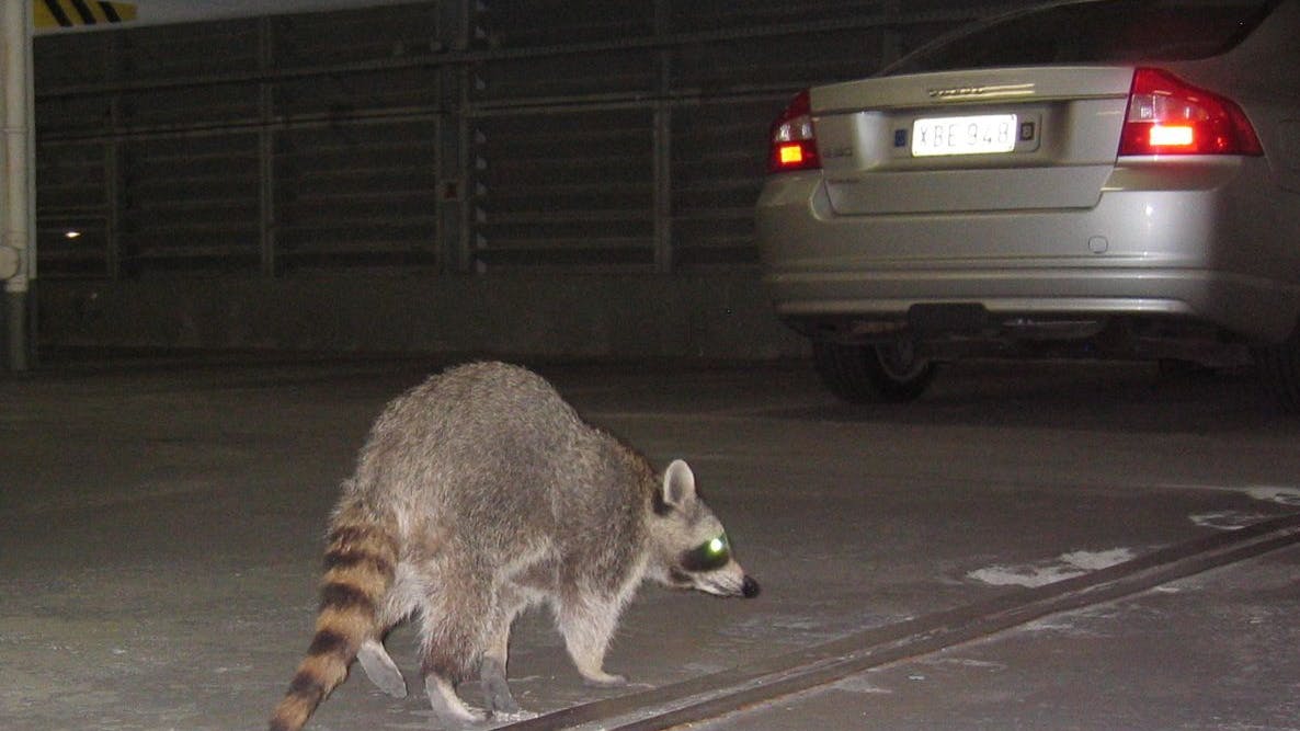 Recht selten: Ein Waschbär unterwegs in einem Parkhaus in der Innerstadt.