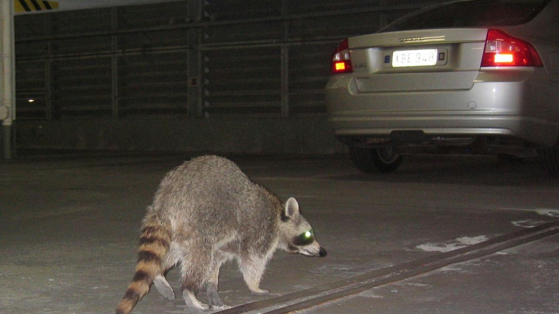 Recht selten: Ein Waschbär unterwegs in einem Parkhaus in der Innerstadt.