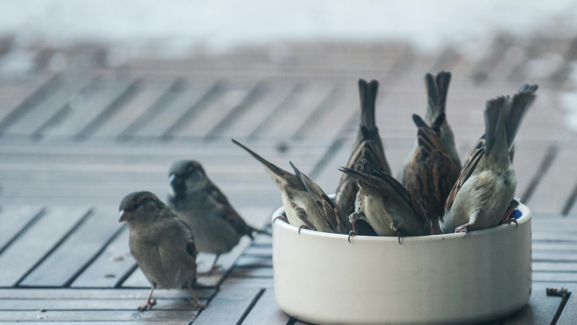 Hungrig: Spatzen auf einem Balkon. Am Bahnhof Zoo fressen sie auch Pommes.