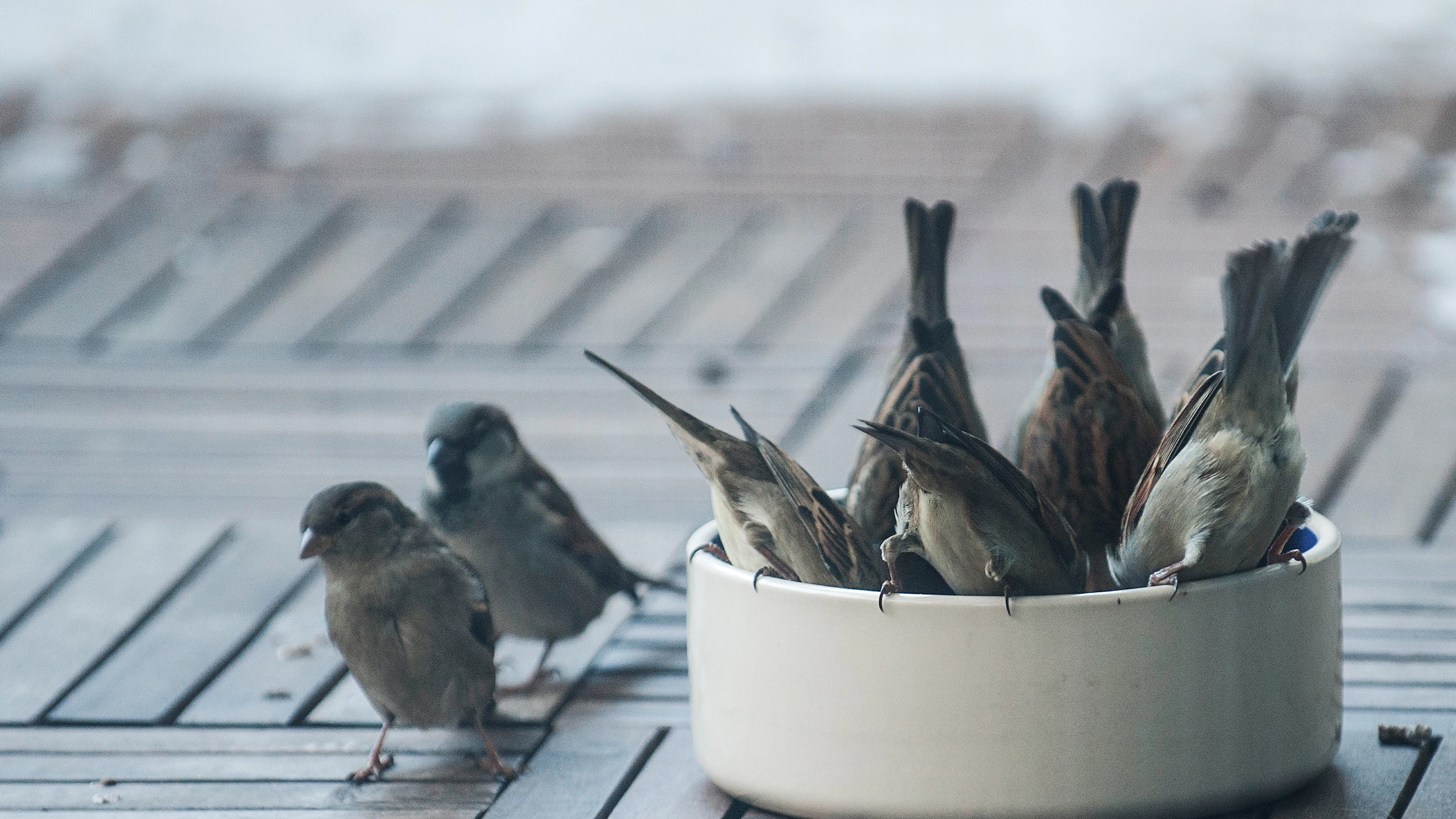 Hungrig: Spatzen auf einem  Balkon. Am Bahnhof Zoo fressen sie auch Pommes.
