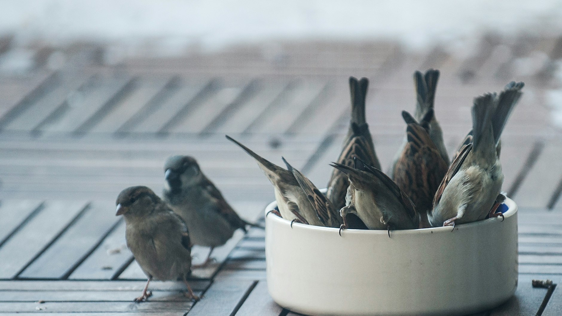 Hungrig: Spatzen auf einem  Balkon. Am Bahnhof Zoo fressen sie auch Pommes.