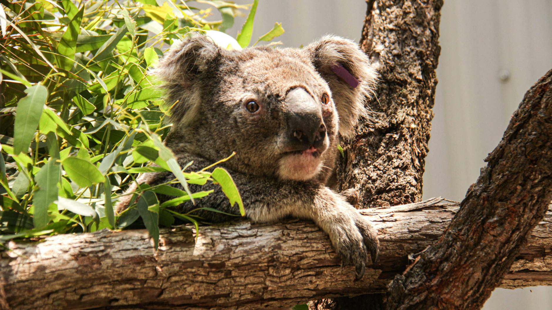 Dieser Koala hat überlebt und erholt sich von seinen Brandverletzungen. 