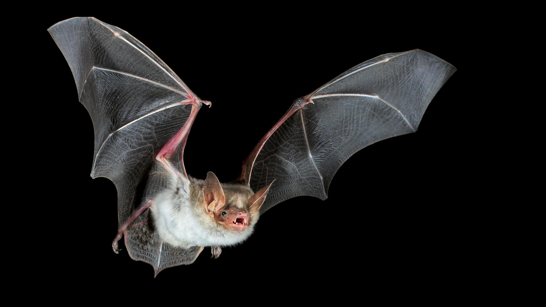 Tesla braucht eine Extra-Genehmigung, um mit dem Fabrik-Bau zu beginnen. Denn auf den Baugrund leben geschützte Fledermäuse.