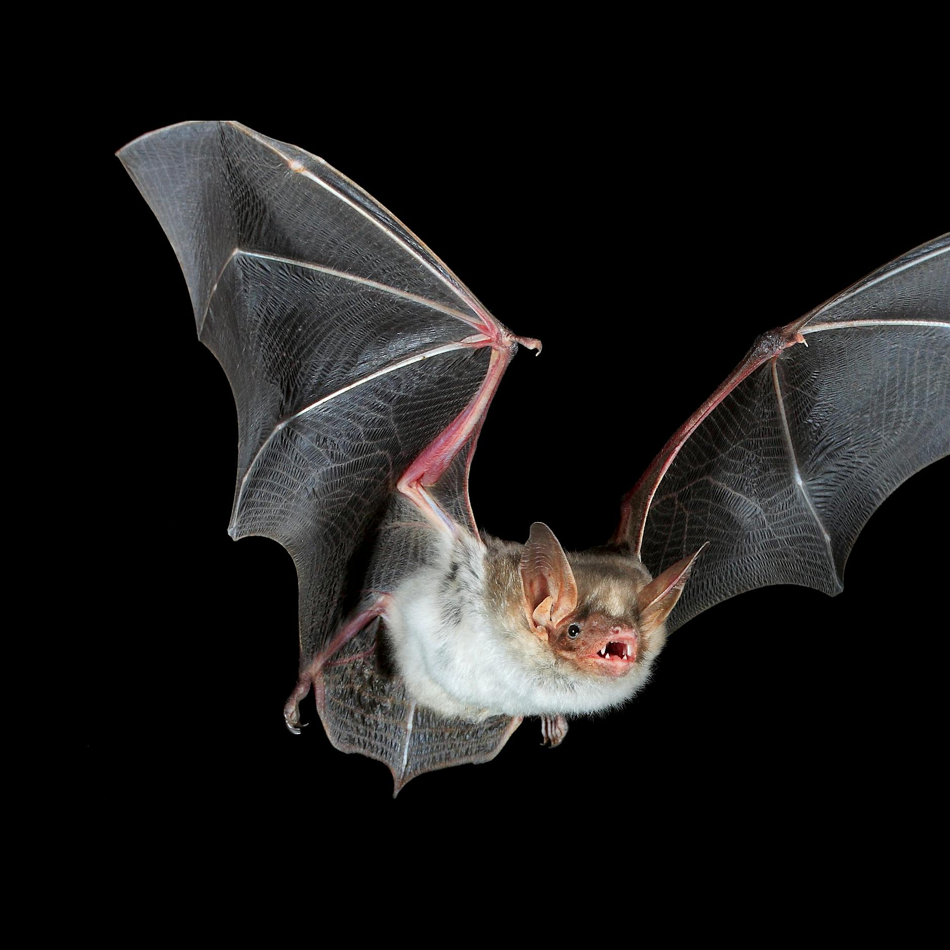 Tesla braucht wohl eine Sondergenehmigung