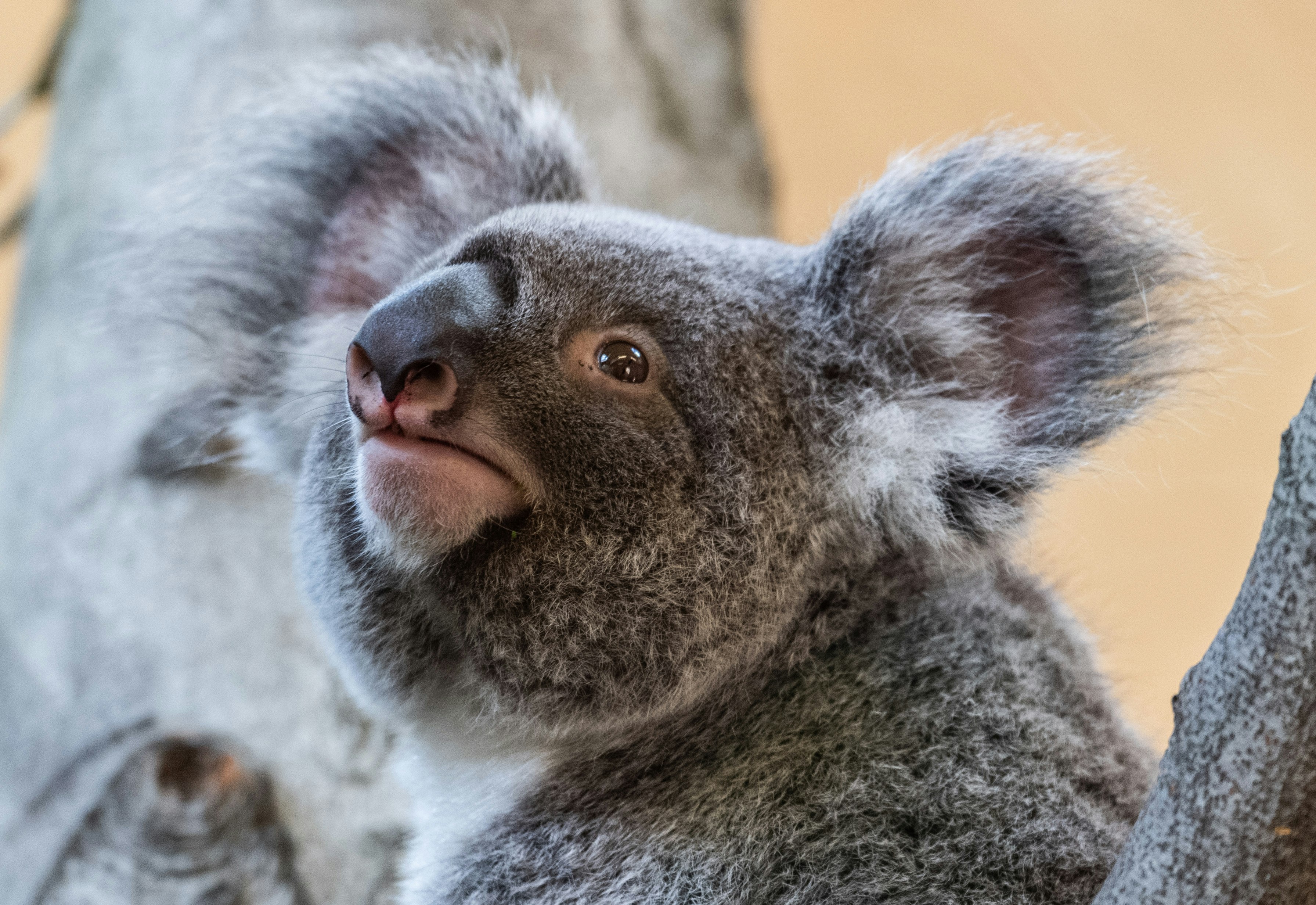 Buschfeuer In Australien Der Koala Ist In Bedrangnis