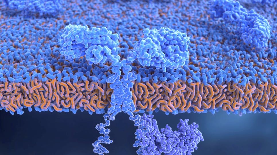 Eine CAR-T-Zelle in einer Illustration. Die gentechnisch veränderten Immunzellen tragen Oberflächenmoleküle, mit denen sie Krebszellen erkennen und vernichten können. 