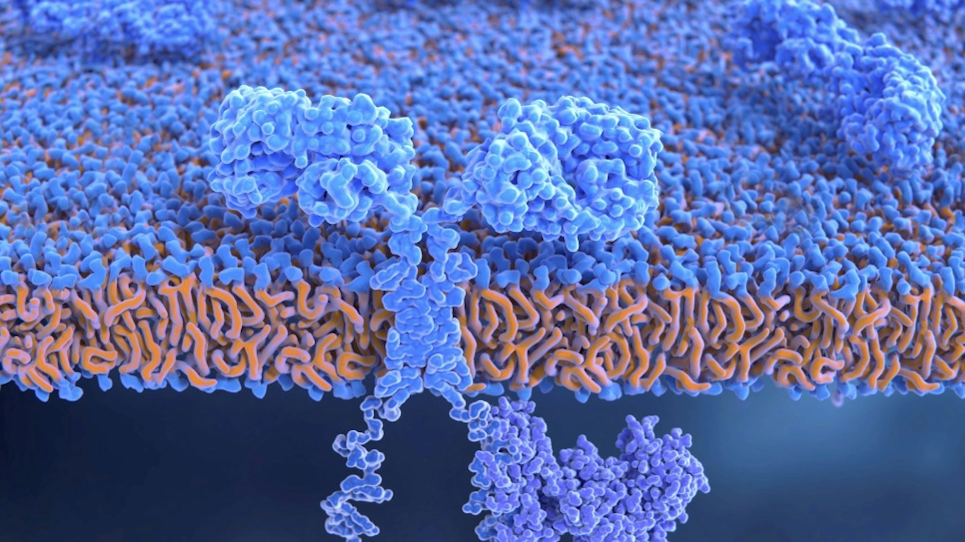 Eine CAR-T-Zelle in einer Illustration. Die gentechnisch veränderten Immunzellen tragen Oberflächenmoleküle, mit denen sie Krebszellen erkennen und vernichten können.&nbsp;