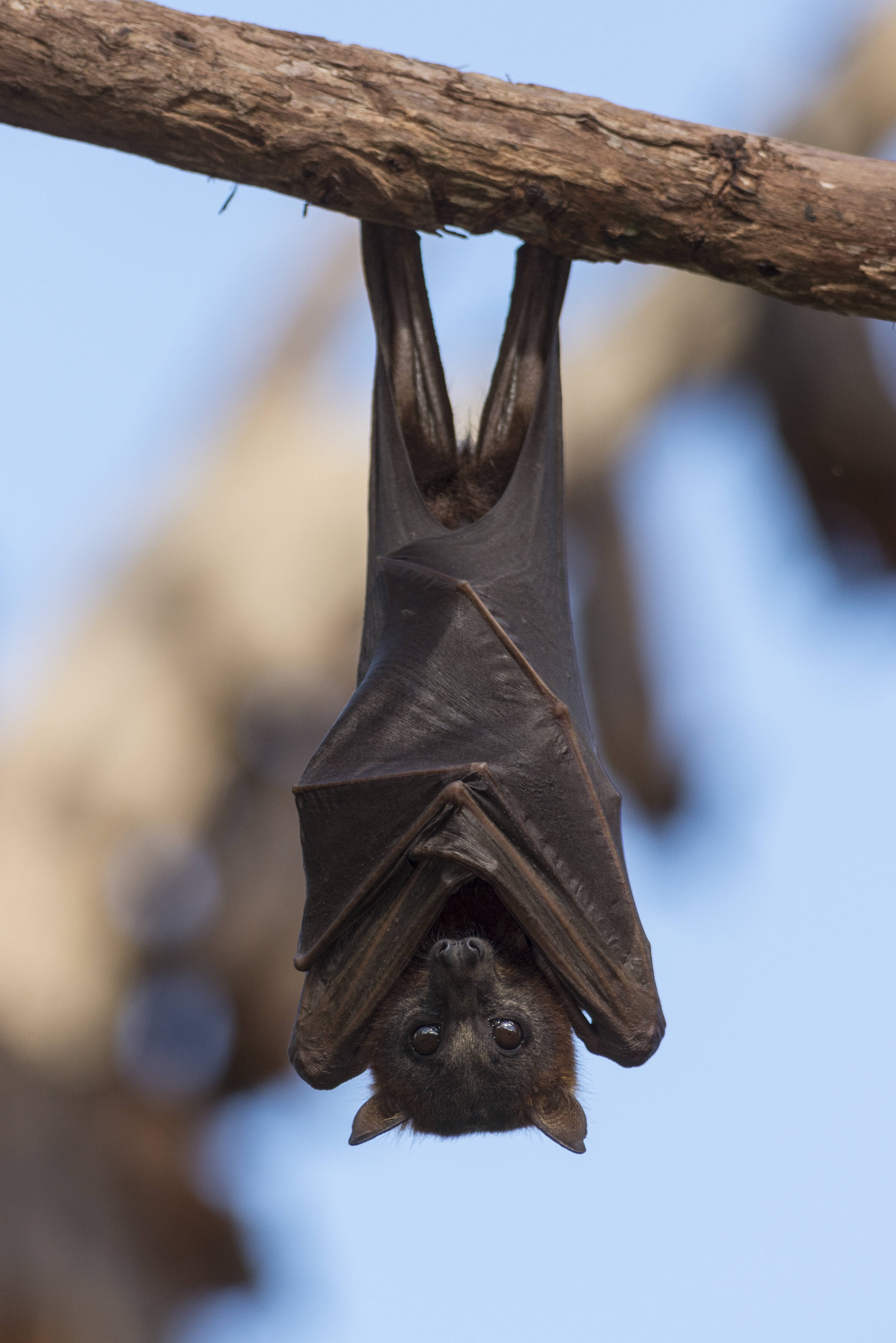 Fledermausspeichel macht den Kaffee teuer