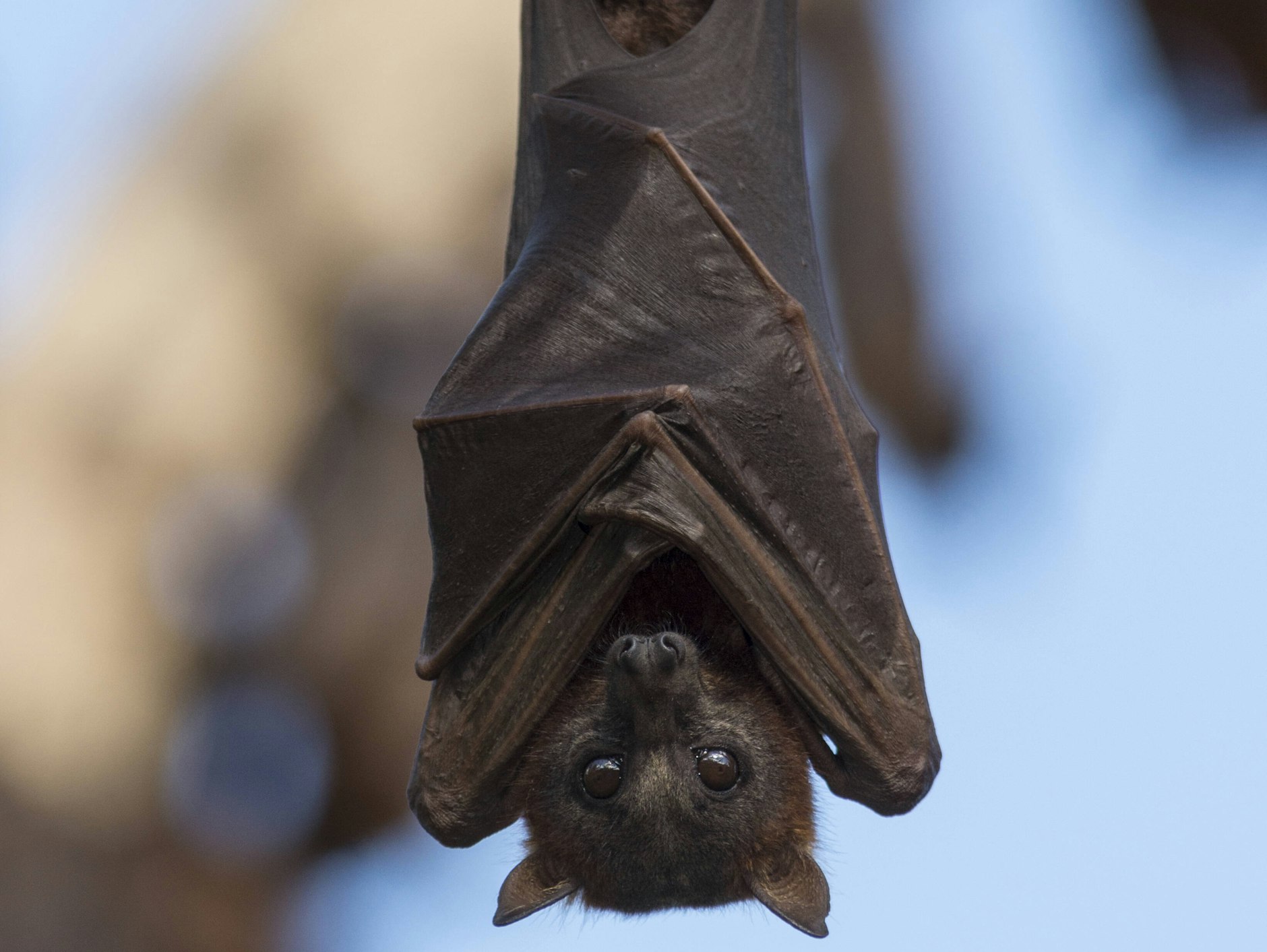 Warten auf den Kaffeeeinsatz: ein Flattermann auf Madagaskar.